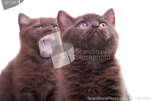 Image of two cute chestnut British kittens