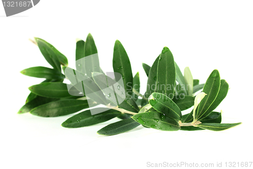 Image of Olive branch