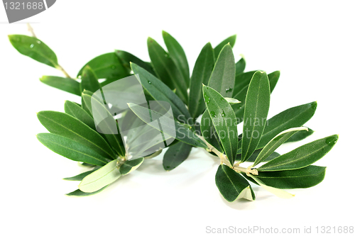 Image of Olive branch