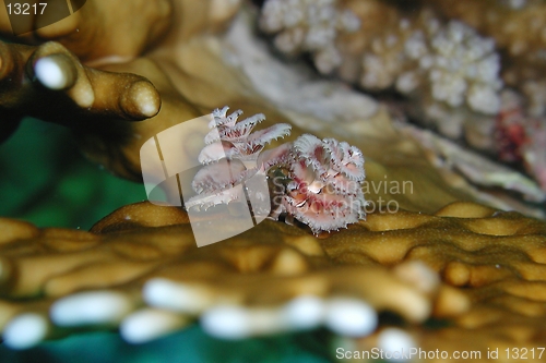 Image of Christmas tree worm on coral