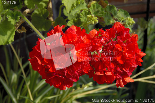 Image of red flowers