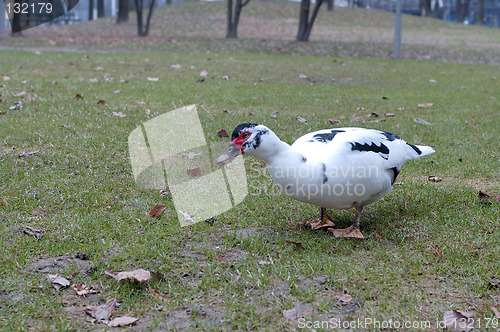 Image of duck in a park