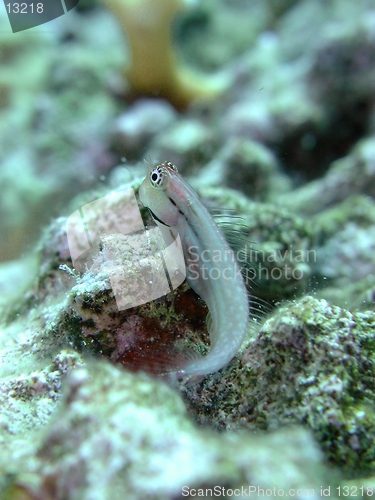 Image of Blenny