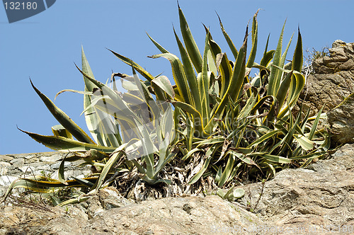 Image of mediterranean plant