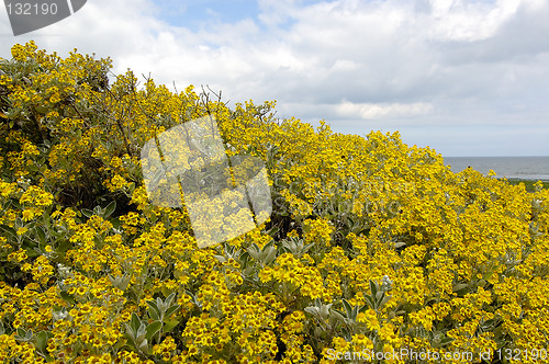 Image of Ireland landscape: flowers and sky