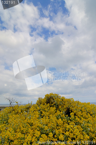 Image of flowers and sky (Ireland)