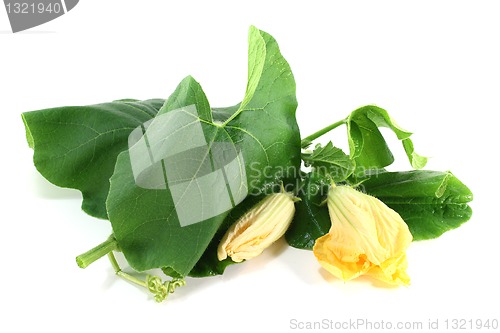 Image of pumpkin blossom with leaves