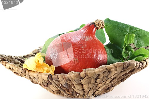 Image of Hokkaido pumpkin