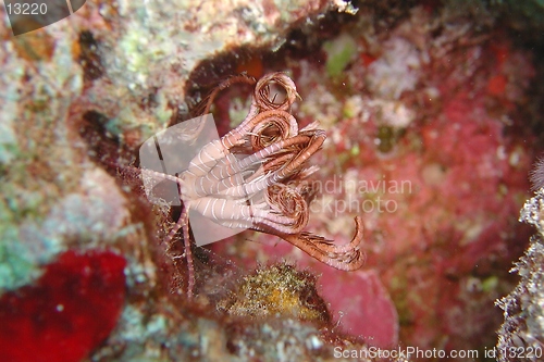 Image of Feather star