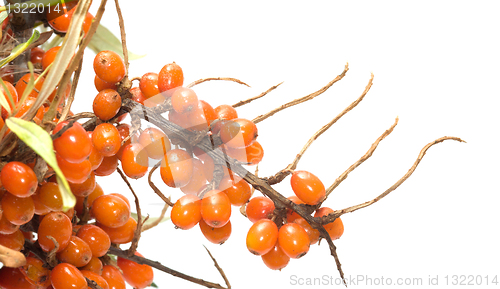 Image of Buckthorn.