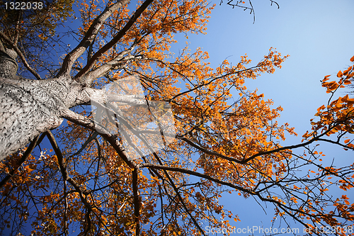 Image of autumn forest 