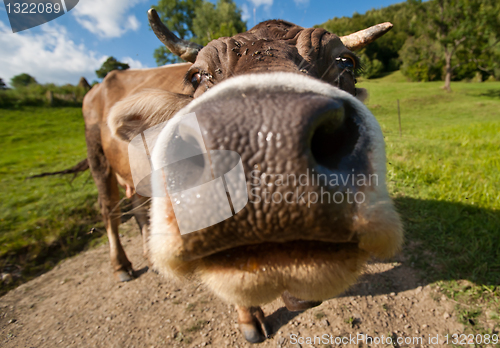 Image of Curious funny cow on the meadow