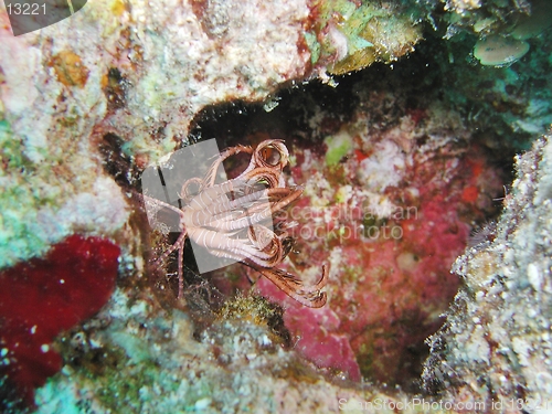 Image of Feather star