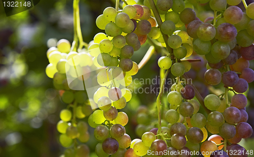 Image of grapes ready for harvest
