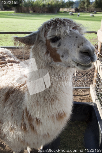 Image of Llama Closeup