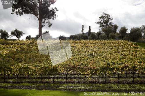 Image of Hillside Grape Vines