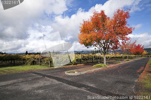 Image of Vineyard Landscape