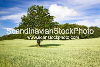 Image of Tree in the field