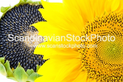 Image of Sunflowers