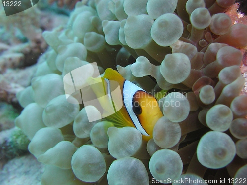 Image of Anemonefish