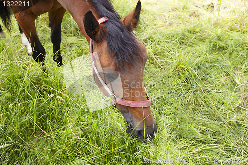 Image of brown horse is eating green grass