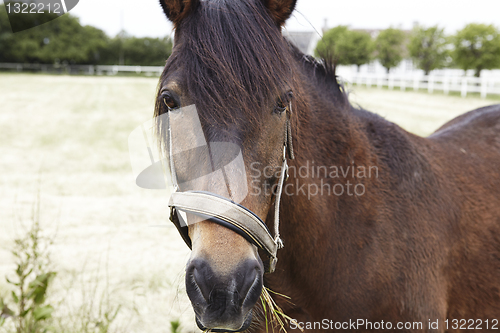 Image of  brown horse is eating green grass