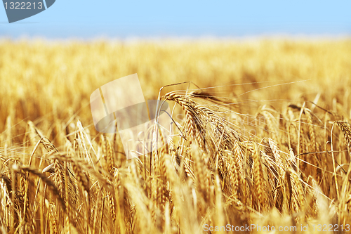 Image of Corn Crop 