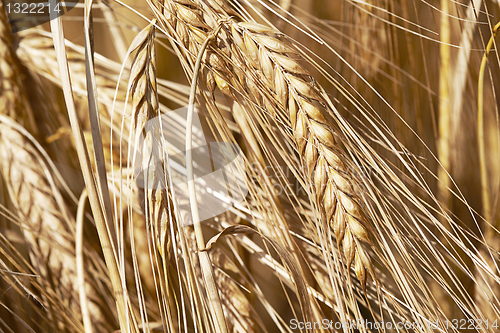 Image of Corn Crop