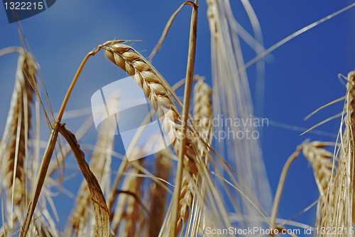 Image of Corn Crop