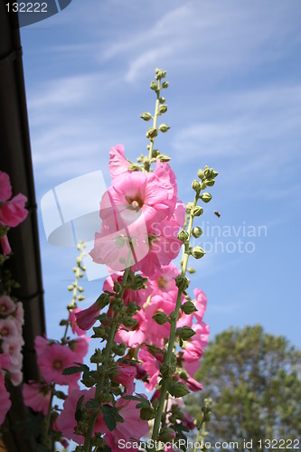 Image of Pink hollyhocks