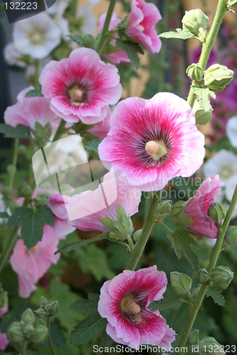 Image of Marvellous hollyhocks