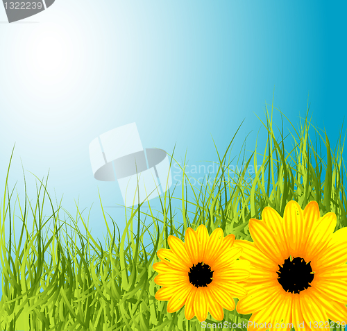 Image of Spring meadow with flowers 