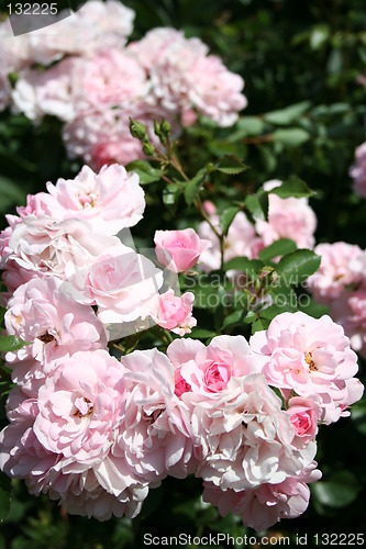 Image of Pink polyanta roses