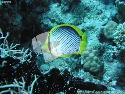 Image of Black-backed butterflyfish