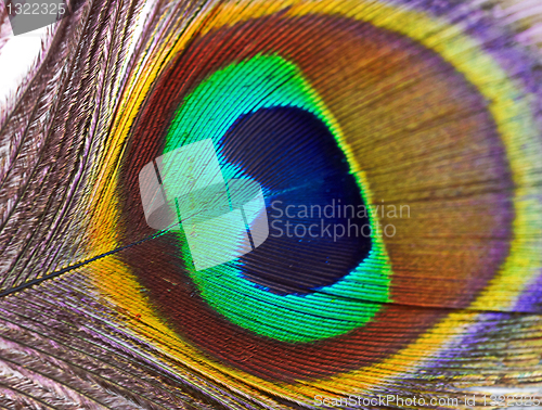 Image of peacock feather shed naturally