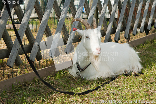 Image of The white goat is adhered to a fence