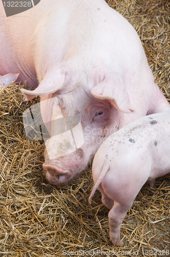 Image of The pig feeds small pink pigs