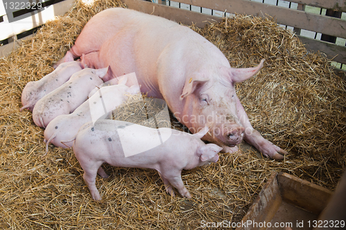 Image of The pig feeds small pink pigs