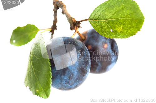 Image of Branch with two ripe plums, it is isolated on white