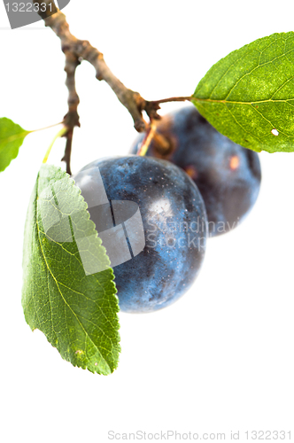 Image of Branch with two ripe plums, it is isolated on white