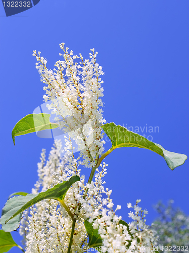 Image of Plant with white flowers 