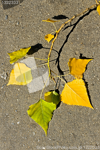 Image of Aspen twig on asphalt