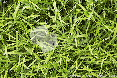 Image of green fresh grass 