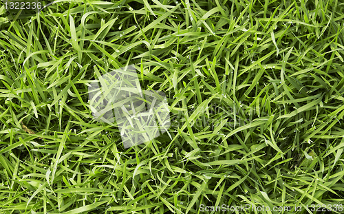 Image of green fresh grass 