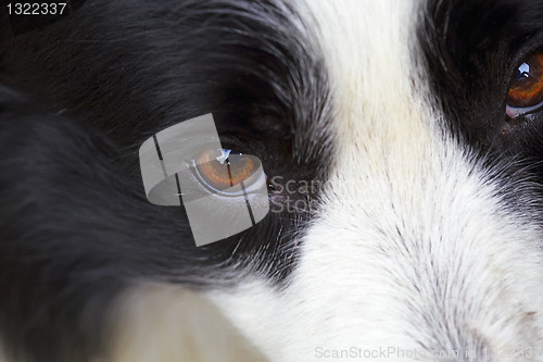 Image of border collie