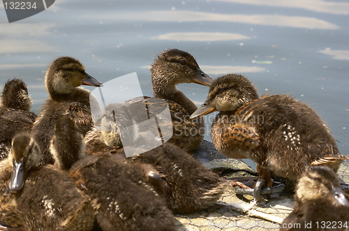 Image of Baby ducks