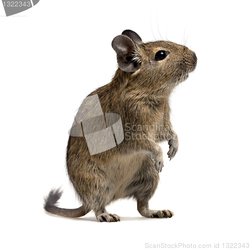 Image of degu pet