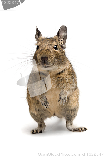 Image of degu closeup