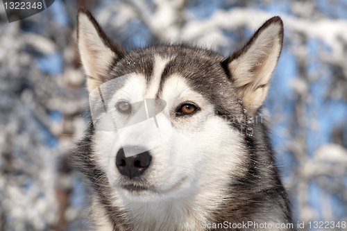 Image of close-up portrait of sled dog