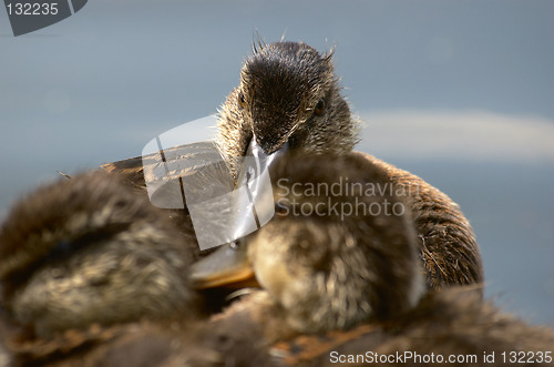 Image of Baby ducks